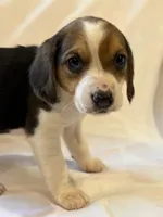 Bethany, a female Beagle for sale in Salem, MO – Photo 5 of 8