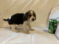 Bethany, a female Beagle for sale in Salem, MO – Photo 7 of 8