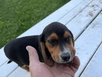 Toby, a male Beagle for sale in Salem, MO – 2 of 6