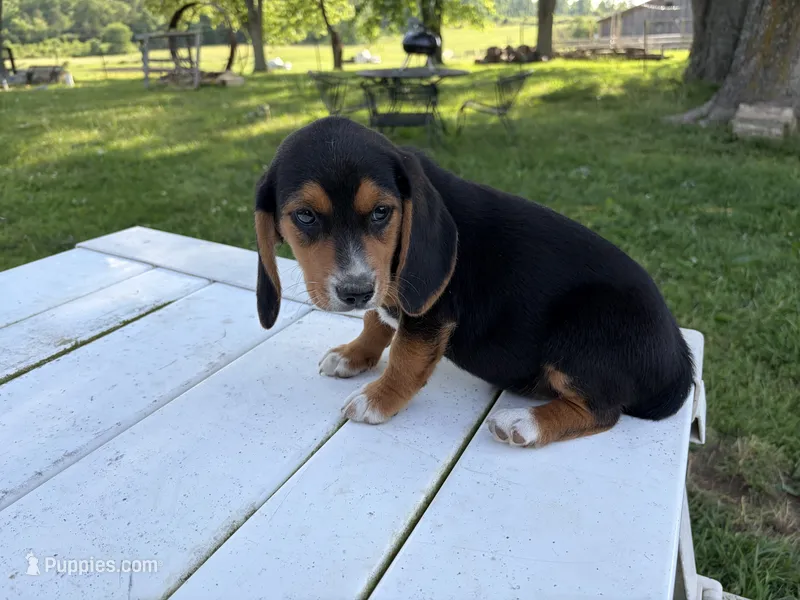 Toby – Beagle puppy for sale in Salem, MO