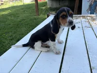 Tigger, a male Beagle for sale in Salem, MO – 6 of 9
