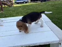 Bisquit, a male Beagle for sale in Salem, MO – 6 of 7