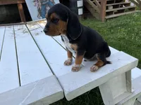 Boss, a male Beagle for sale in Salem, MO – 3 of 9