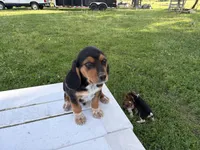 Boss, a male Beagle for sale in Salem, MO – 9 of 9