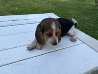Boogie, a male Beagle for sale in Salem, MO – 1 of 8