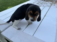 Misty, a female Beagle for sale in Salem, MO – 4 of 8