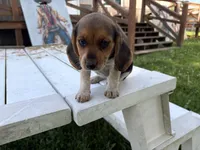 Bunny, a female Beagle for sale in Salem, MO – 2 of 10