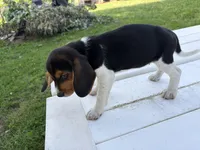 Misty, a female Beagle for sale in Salem, MO – 2 of 8