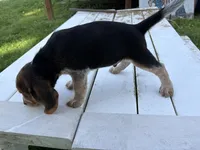 Benny, a male Beagle for sale in Salem, MO – 8 of 9