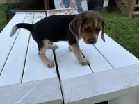 Benny, a male Beagle for sale in Salem, MO – 2 of 9