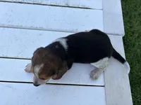 Boogie, a male Beagle for sale in Salem, MO – 7 of 8