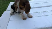 Boogie, a male Beagle for sale in Salem, MO – 3 of 8