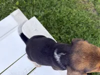 Bunny, a female Beagle for sale in Salem, MO – 9 of 10