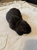 Purple Collar, a female Cane Corso for sale in Radcliff, KY – 3 of 5