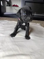 Light Pink Collar , a female Cane Corso for sale in Radcliff, KY – 6 of 6