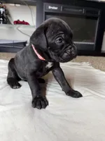 Light Pink Collar , a female Cane Corso for sale in Radcliff, KY – 5 of 6