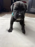 Mint Color Collar, a female Cane Corso for sale in Radcliff, KY – 3 of 5