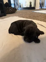 Mint Color Collar, a female Cane Corso for sale in Radcliff, KY – 2 of 5