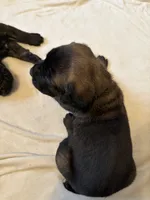 Dark Pink Collar, a female Cane Corso for sale in Radcliff, KY – 3 of 7