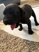 Light Pink Collar , a female Cane Corso for sale in Radcliff, KY – 3 of 6