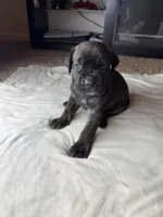 Purple Collar, a female Cane Corso for sale in Radcliff, KY – 5 of 5