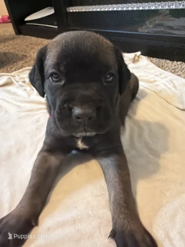 Dark Pink Collar – Cane Corso puppy for sale in Radcliff, KY