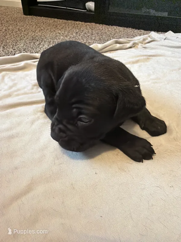 Light Pink Collar  – Cane Corso puppy for sale in Radcliff, KY
