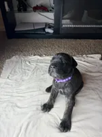 Purple Collar, a female Cane Corso for sale in Radcliff, KY – 4 of 5