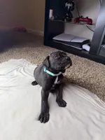 Mint Color Collar, a female Cane Corso for sale in Radcliff, KY – 5 of 5