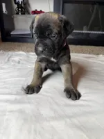Dark Pink Collar, a female Cane Corso for sale in Radcliff, KY – 5 of 7