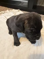 Purple Collar, a female Cane Corso for sale in Radcliff, KY – 2 of 5