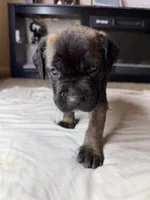 Dark Pink Collar, a female Cane Corso for sale in Radcliff, KY – 4 of 7
