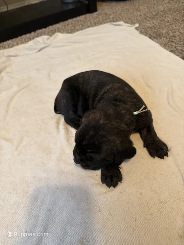 Mint Color Collar – Cane Corso puppy for sale in Radcliff, KY