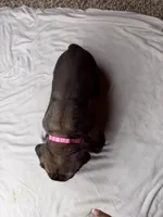 Dark Pink Collar, a female Cane Corso for sale in Radcliff, KY – 7 of 7