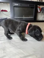 Light Pink Collar , a female Cane Corso for sale in Radcliff, KY – 4 of 6