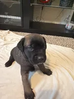 Dark Pink Collar, a female Cane Corso for sale in Radcliff, KY – 2 of 7