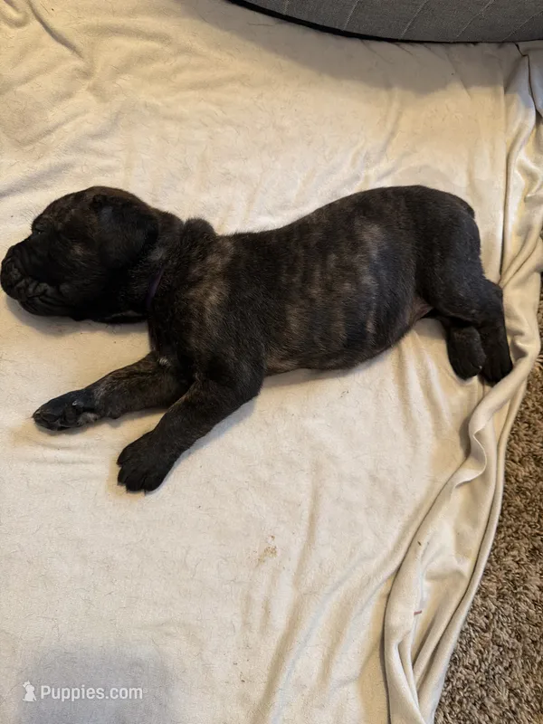 Purple Collar – Cane Corso puppy for sale in Radcliff, KY