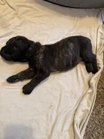 Purple Collar, a female Cane Corso for sale in Radcliff, KY – 1 of 5