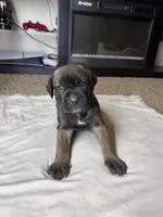 Dark Pink Collar, a female Cane Corso for sale in Radcliff, KY – 6 of 7