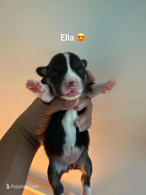 Ella – Pembroke Welsh Corgi puppy for sale in Virginia, VA