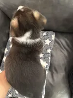 Ella, a female Pembroke Welsh Corgi for sale in Virginia, VA – Photo 3 of 3