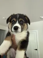 Ella, a female Pembroke Welsh Corgi for sale in Virginia, VA – Photo 2 of 3