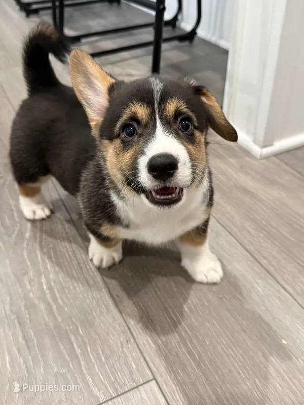 Ella – Pembroke Welsh Corgi puppy for sale in Virginia, VA