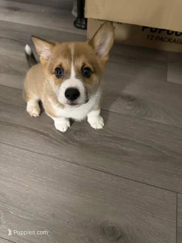 Miles – Pembroke Welsh Corgi puppy for sale in Virginia, VA