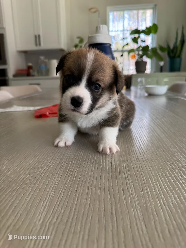 Miles – Pembroke Welsh Corgi puppy for sale in Virginia, VA