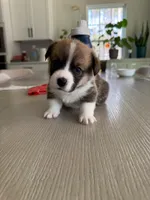 Miles, a male Pembroke Welsh Corgi for sale in Virginia, VA – Photo 1 of 2