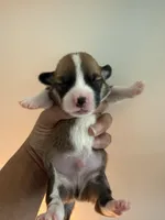 Miles, a male Pembroke Welsh Corgi for sale in Virginia, VA – Photo 2 of 2