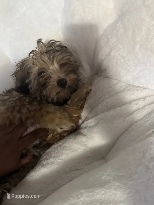 Bear  – Maltese puppy for sale in Rochester, NY