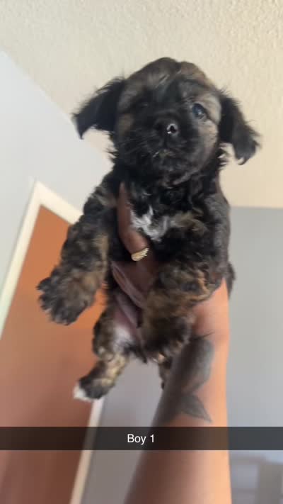 Bear , a male Maltese for sale in Rochester, NY – 1 of 1