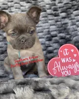 Darald, a male French Bulldog for sale in McKenzie, TN – Photo 7 of 7